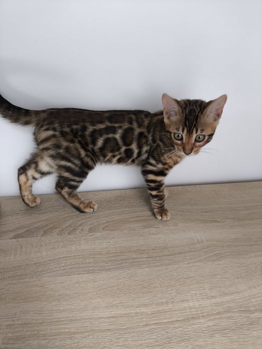 Kotek bengalski.
