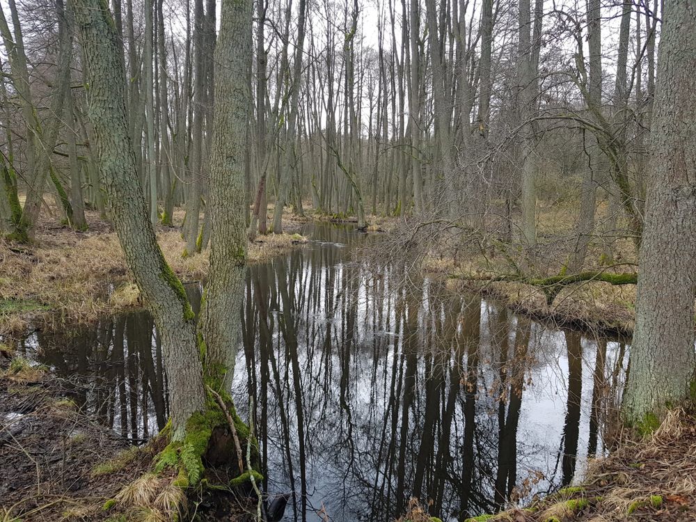 Piękna dzialka 2,9 ha nad rzeką Piławką w otoczeniu lasu