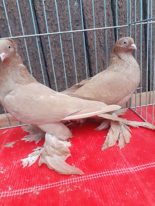 Wywrotki wschodniopruskie gołębie ozdobne