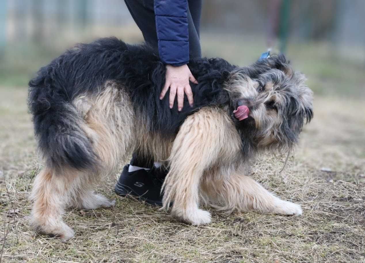 duży młody super pies czeka na dom