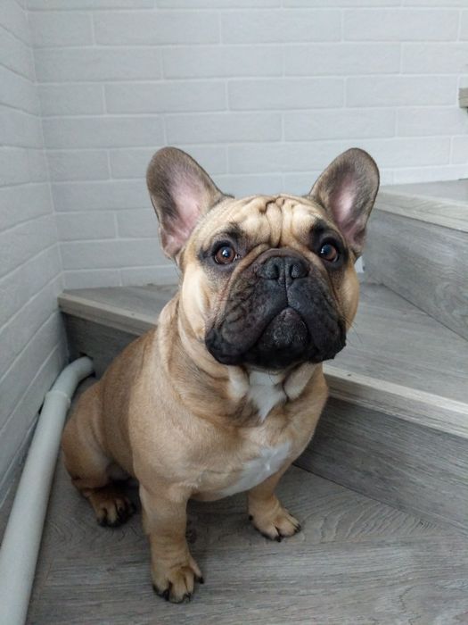 В'язка Французький Бульдог