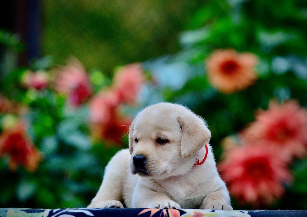 labrador retriver