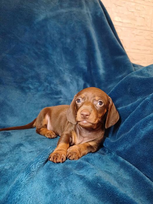 Jamnik czekoladowy krótkowłosy miniatura suczka