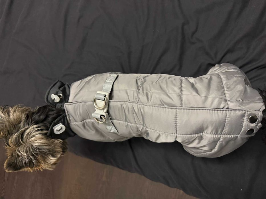 одяг для собачки