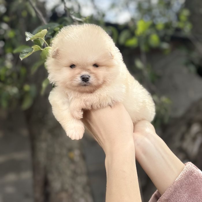 чудова дівчинка шоу классу