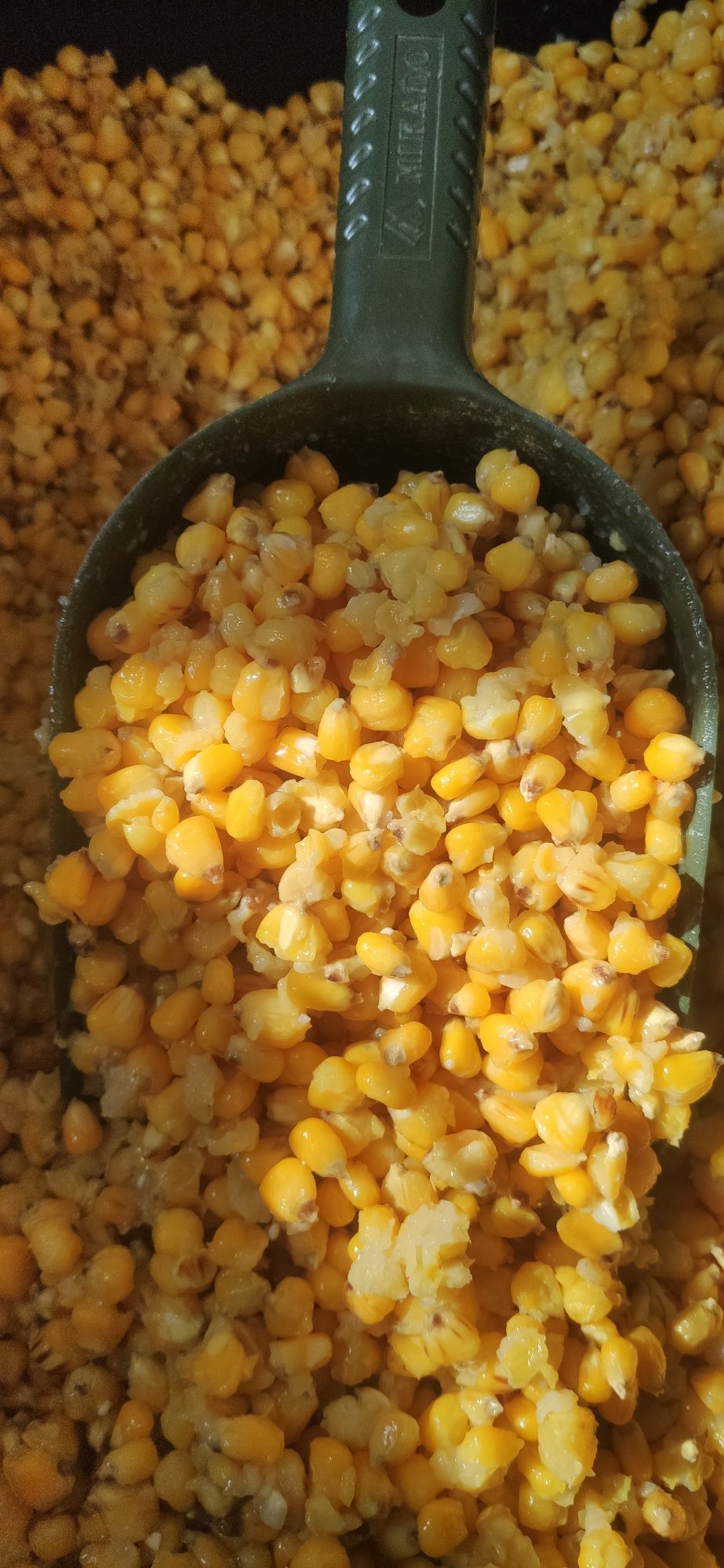 Pakiet ziaren 8kg kukurydza 3kg konopie 3kg rzepik