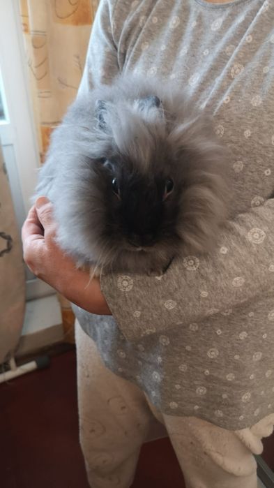 Декоративний кролик в добрі руки