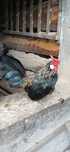 Koguty bantamka, australorp