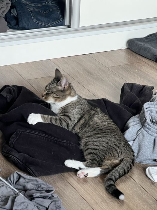 kotka ZA DARMO oddam w dobre ręce