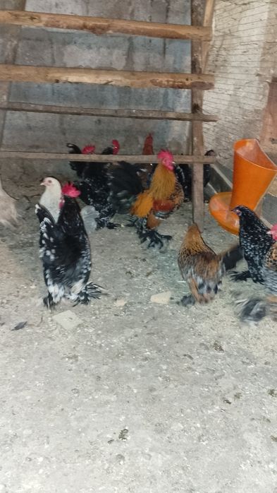 Мільфлери.Декоративні курочки.