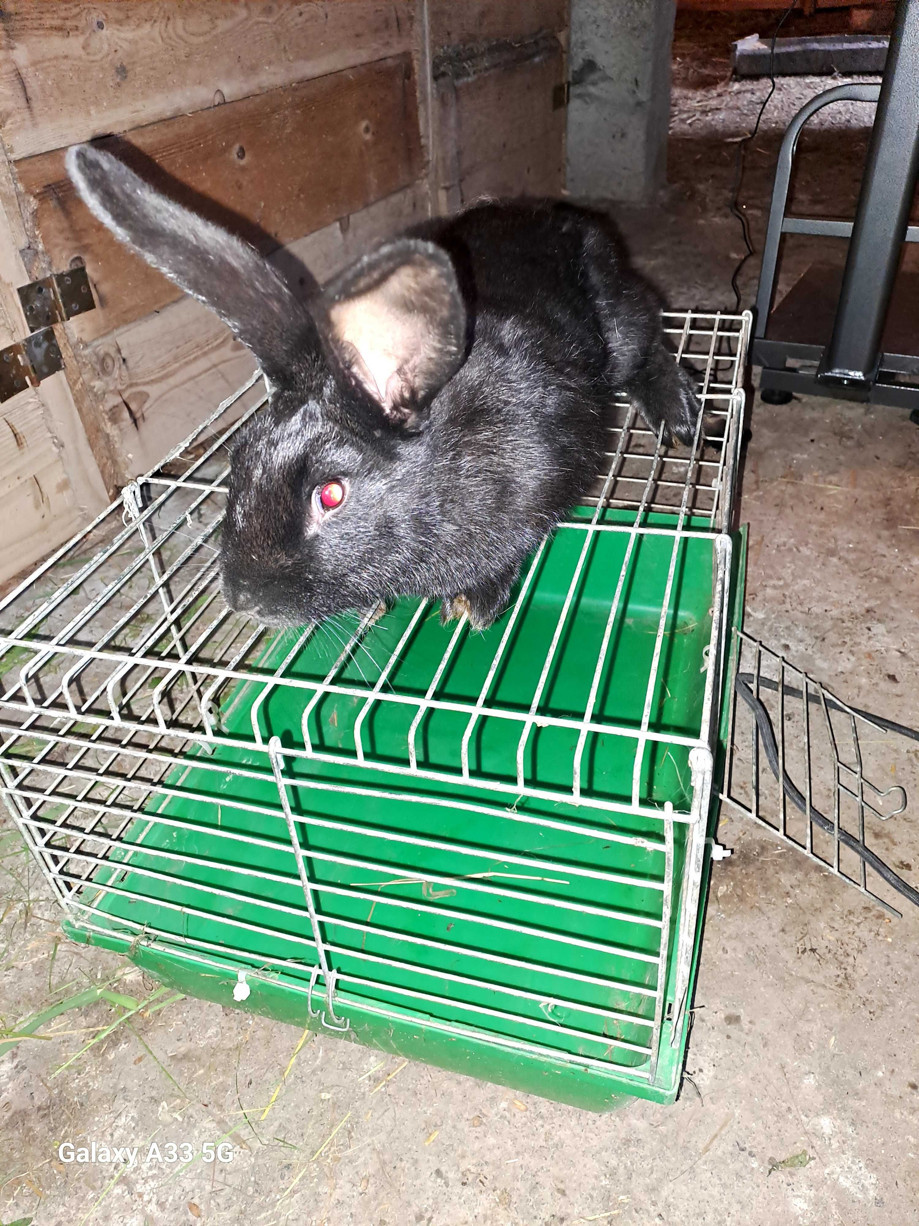 Kroliki króle srokacze młode