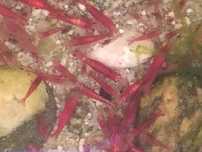 Krewetki neocaridina Red Cherry od sakura