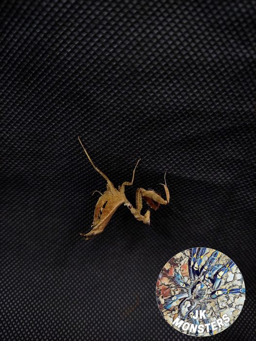 Modliszka Acanthops falcata+gratisy