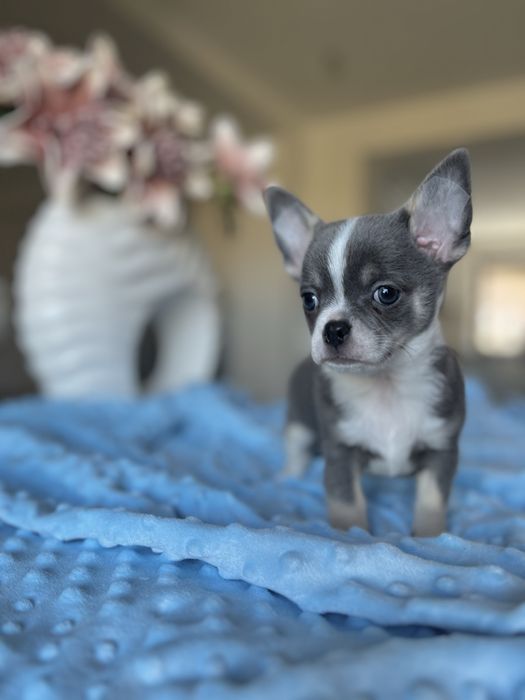 Chihuahua krótkowłosa