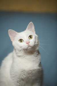 Отдам белую кошку, 2 года, стерилизована, привита