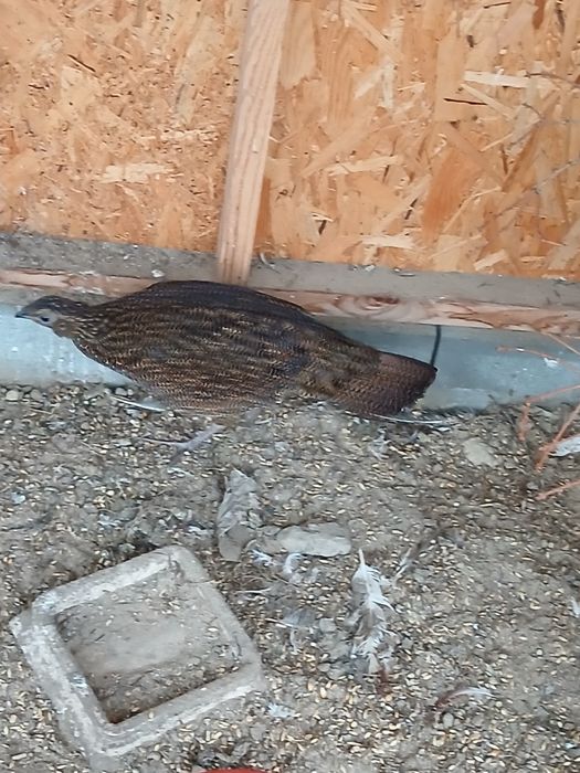 Bażanty tragopany satyry