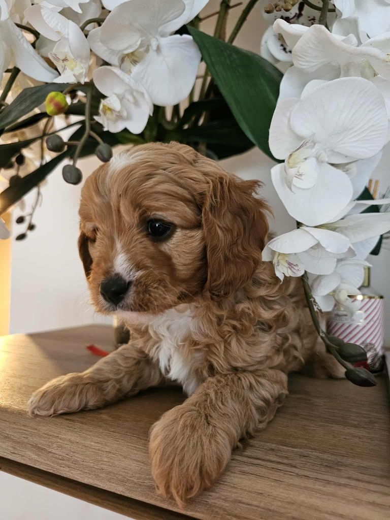 Cavapoo do rezerwacji