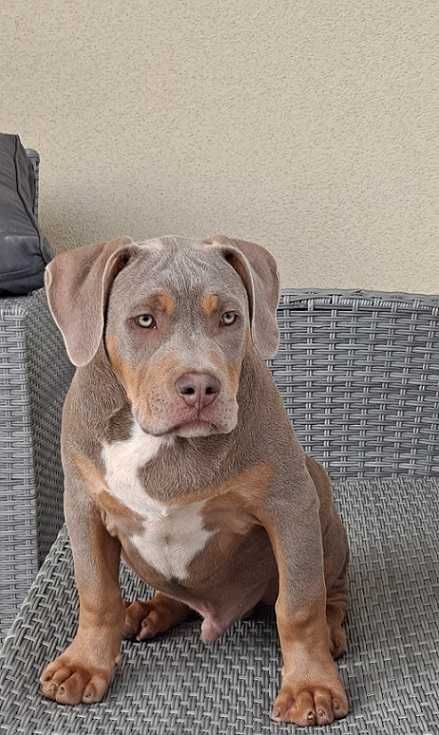 american bully xl samczyk  abkc dobre pochodzenie