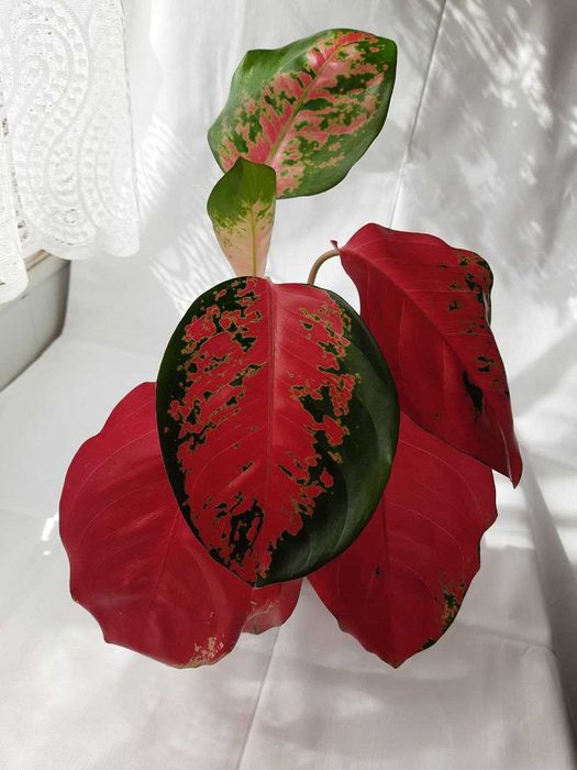 Аглаонема Red Star.