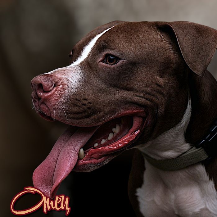 Шикарный мальчик Апбт(питбуль)