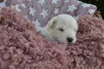 Coton de tulear Przepiękny piesek . Prawdziwy rodowód ZKwP (FCI)