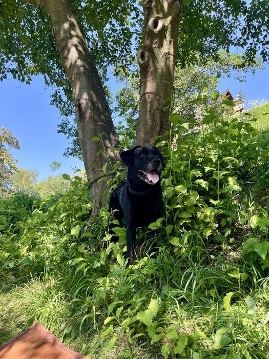 В'язка. ЛАБРАДОР шукає подругу для створення ідеальних цуциків