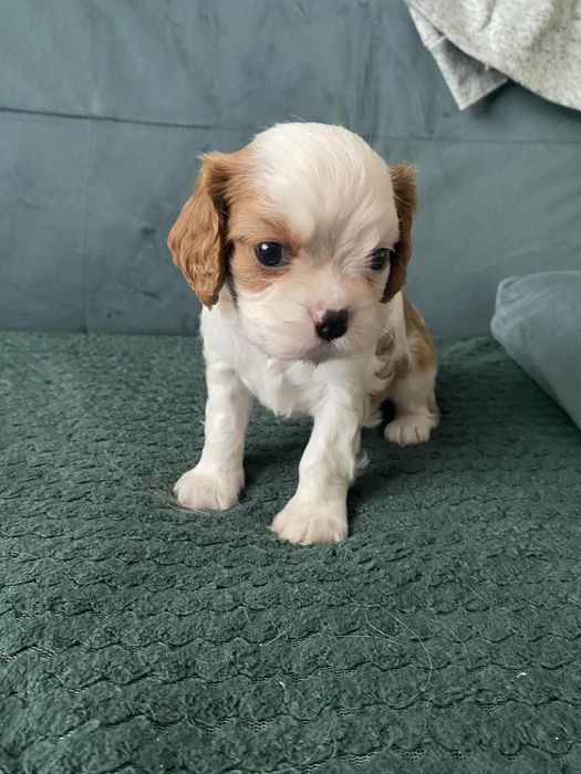 Cavalier King Charles Spaniel