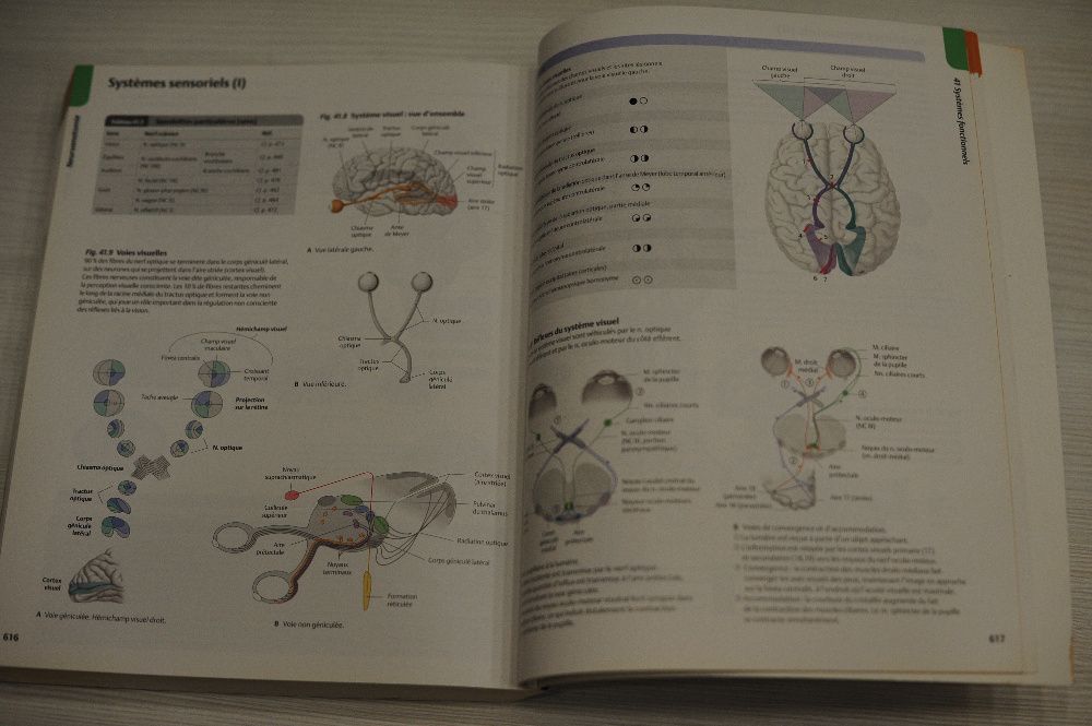 Атлас анатомии человека на французском atlas d'anatomie MALOINE 2010