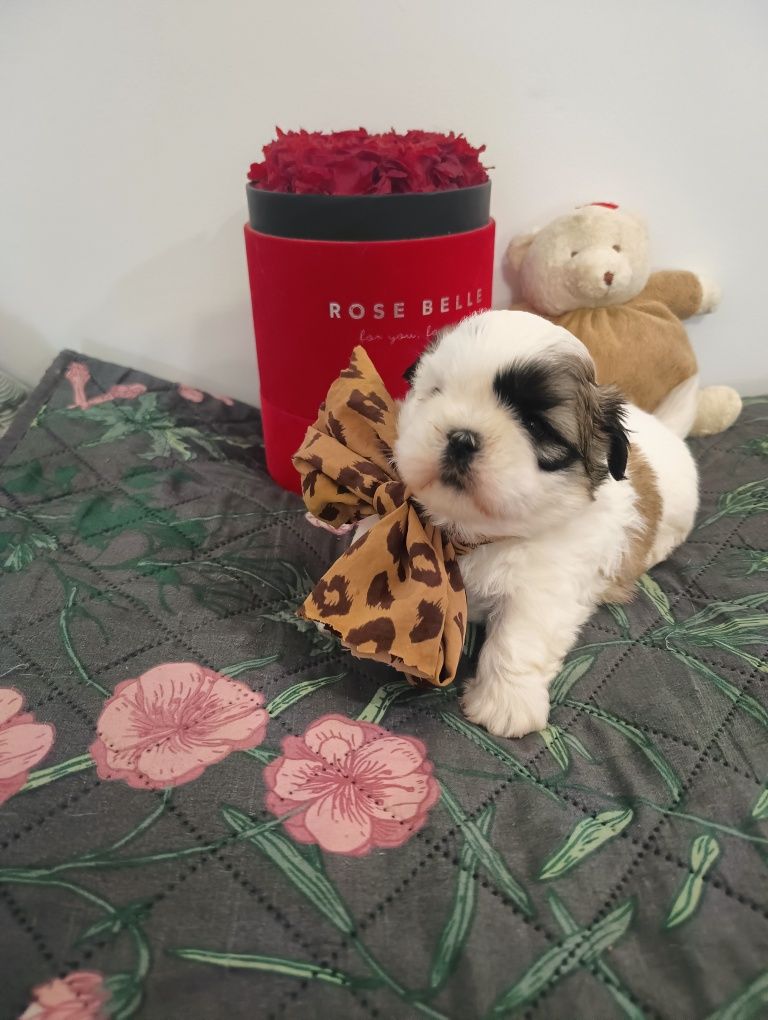 *GIZMO*Shihtzu z Brit Life*PL Rodowód Chip