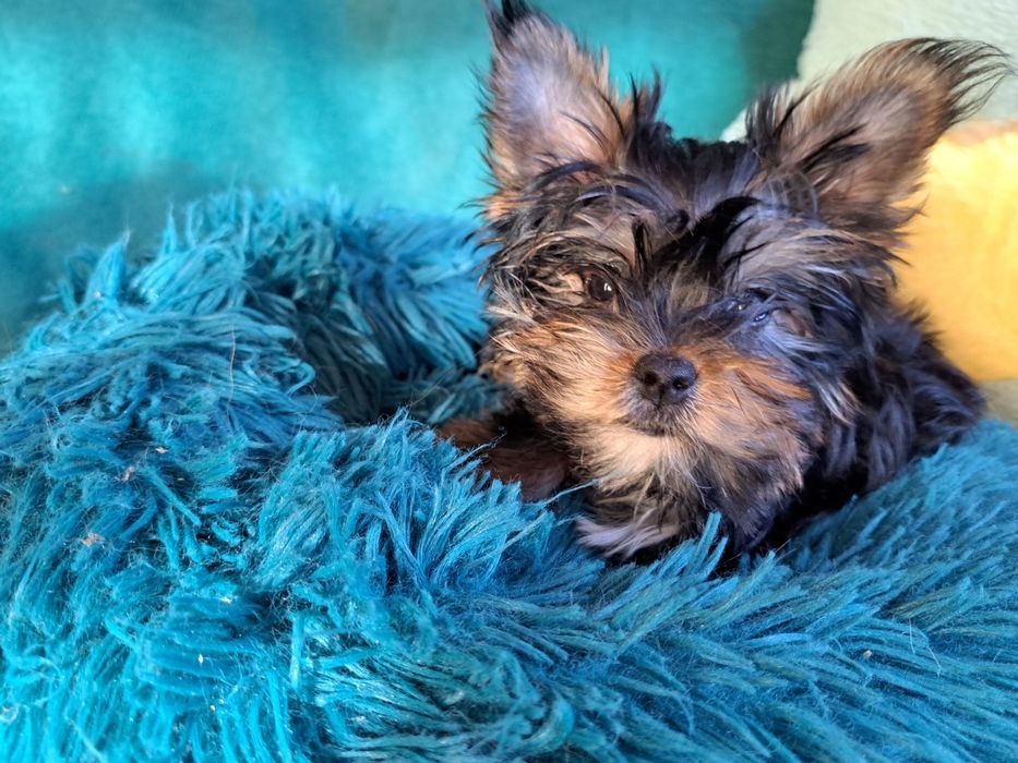 Yorkshire Terrier, york Drobnej budowy