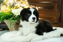 Border Collie piesek FCI ZKwP