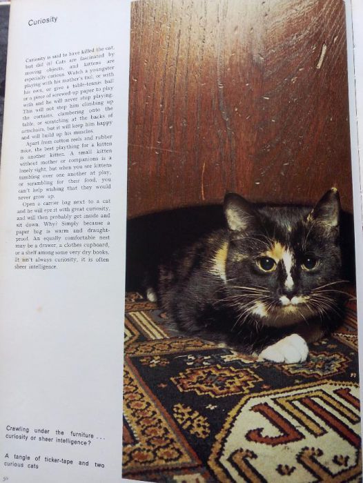 Livro The World of Cats by John Montgomery