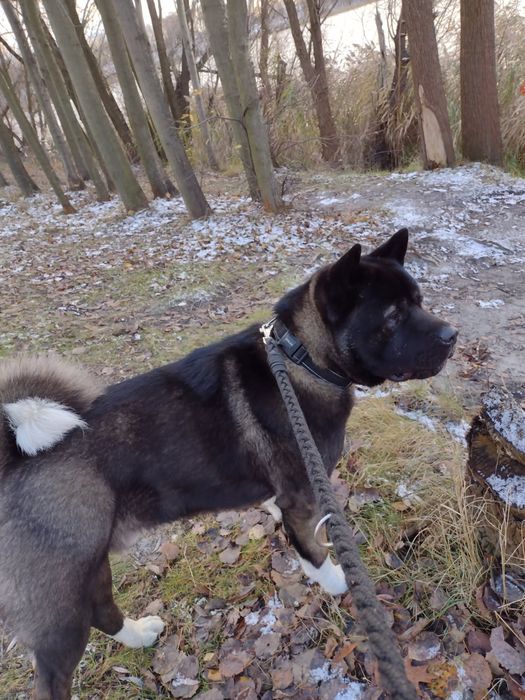 Akita Amerykanska FCI szczenie, piesek