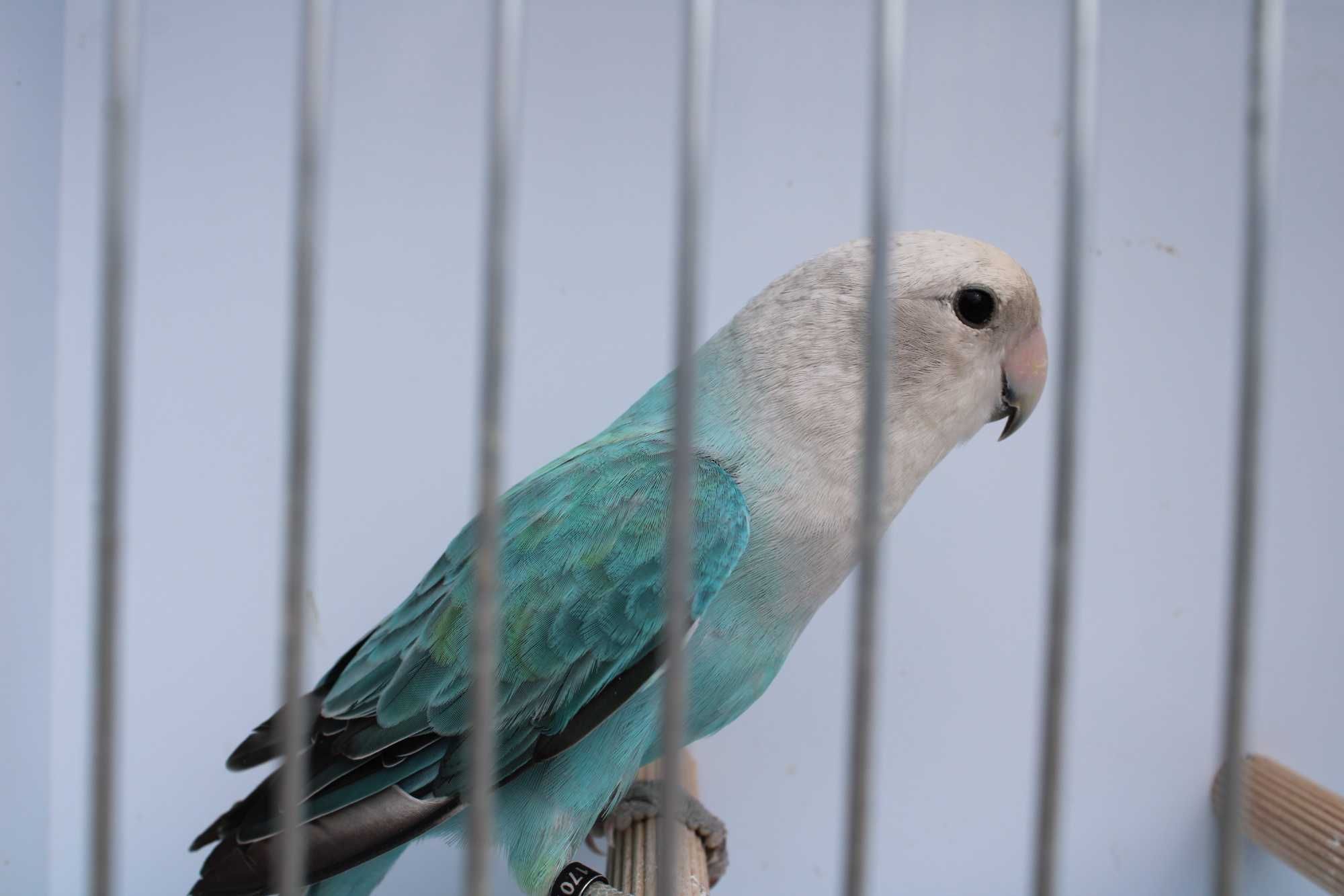 Agarponis roseicollis longfeather
