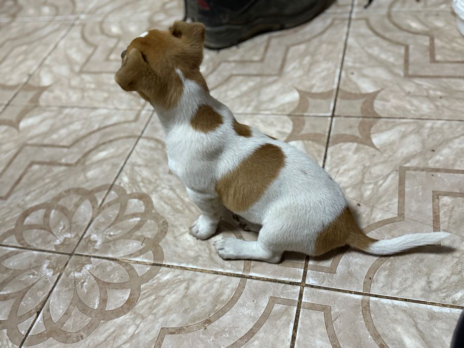 Щеня Джек Рассел