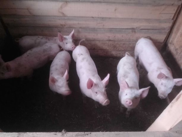 Продам свині порода біла українська