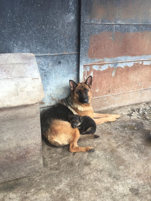 Віддам дівчинку песика