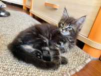 Maine Coon kocurek