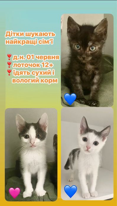 Котики, кошенята, кошенятко, киця в добрі руки