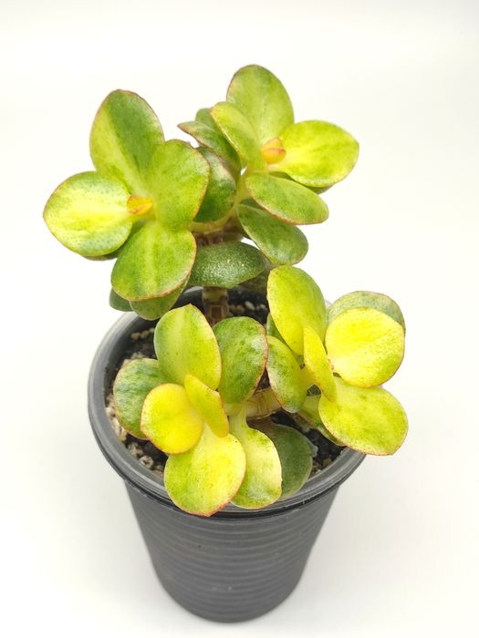 Красула, грошове дерево, толстянка, денежное дерево