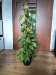 Epiprenum aureum i marble queen z palikiem