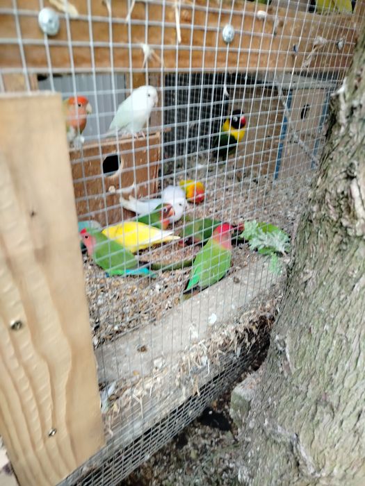 Papużki Nierozłączki