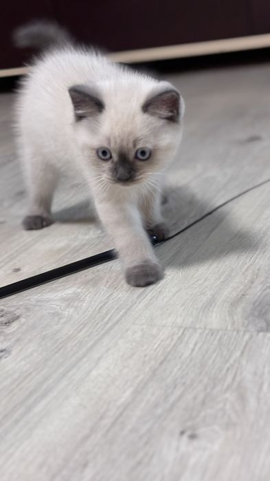 Британське кошеня