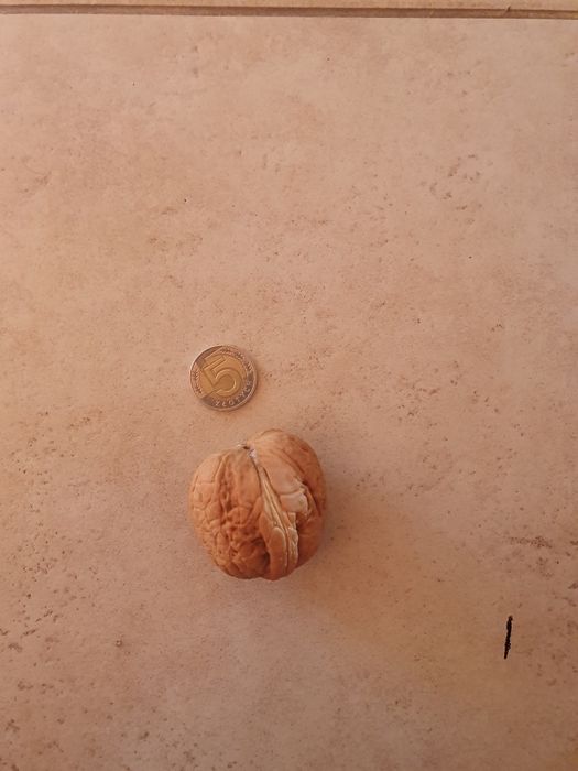 Orzechy jacki świeże 3 kg