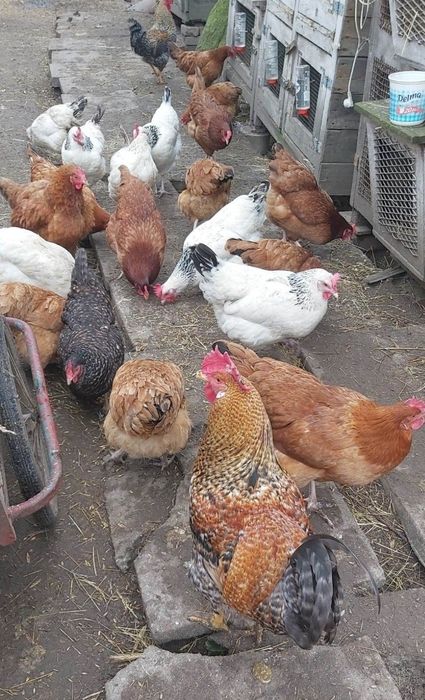 Jaja wiejskie jajka od szczęśliwych kurek ekologiczne zdrowe jaja