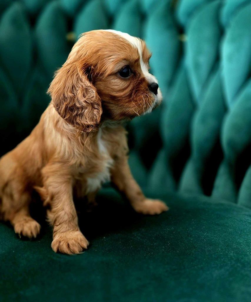 Cavalier King l Charles gotowe do odbioru
