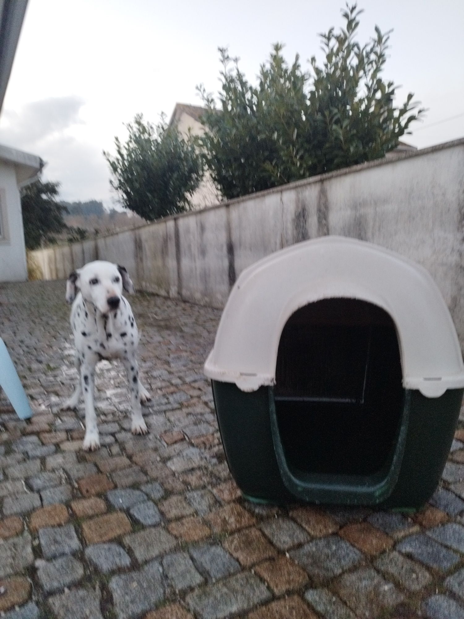 Casota para cão de porte grande