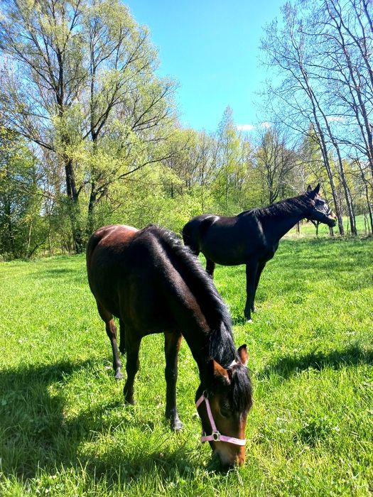 Sprzedam 6 letnią klacz