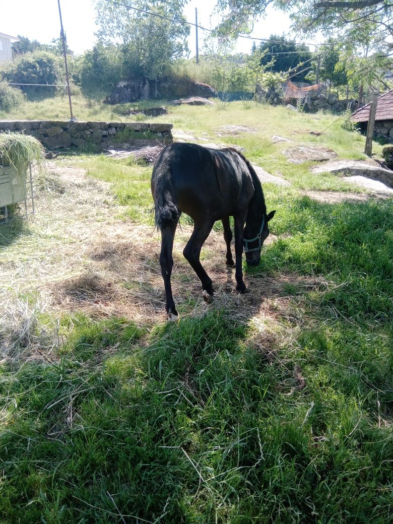 Casal de cavalos garranos