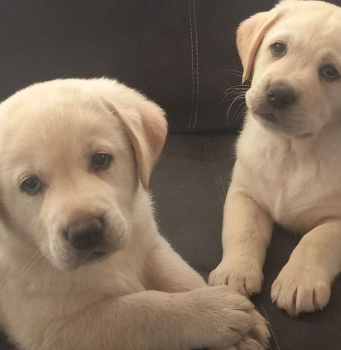 Бронь та продаж Офіційний розплідник Лабрадор Ретрівер цуценята